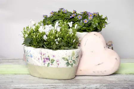 campanula portenschlagiana - afbeelding 2