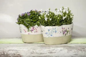 campanula portenschlagiana - afbeelding 4