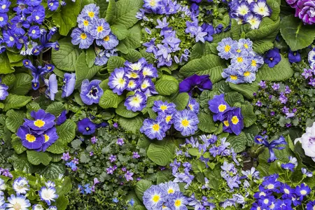 campanula portenschlagiana - afbeelding 5