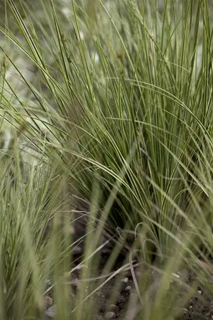 carex  brunnea  aureomarginata  - afbeelding 1