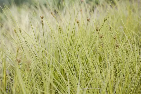 carex  brunnea  aureomarginata  - afbeelding 3