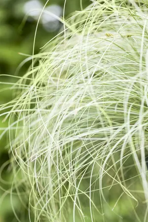 carex comans  frosted curls 