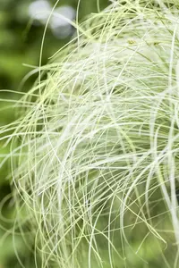 carex comans  frosted curls 