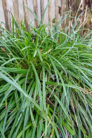 carex   irish green 