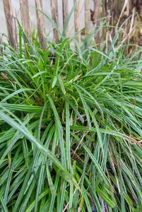 carex   irish green