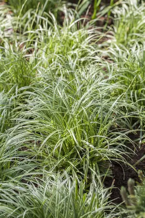 carex morrowii  fischer s from  - afbeelding 1