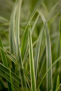 carex morrowii  fischer s from  - afbeelding 2