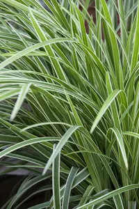 carex morrowii  fischer s from  - afbeelding 3