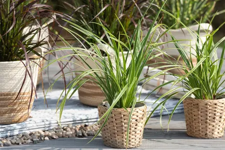 carex morrowii  ice dance  - afbeelding 4