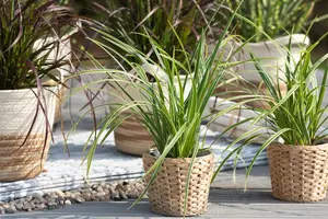 carex morrowii  ice dance  - afbeelding 4