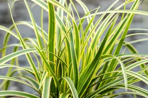 carex morrowii  vanilla ice ® - afbeelding 1