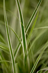 carex oshimensis  everest ® - afbeelding 1
