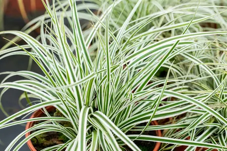 carex oshimensis  everest ® - afbeelding 4