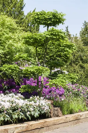 carpinus betulus - afbeelding 1