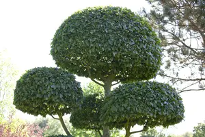 carpinus betulus - afbeelding 4