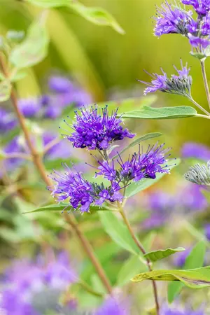 caryopteris cland.  heavenly blue  - afbeelding 1