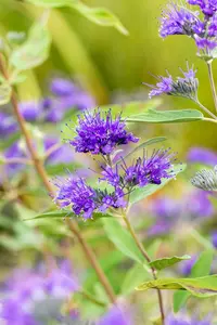 caryopteris cland. heavenly blue