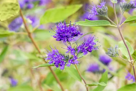 caryopteris cland.  heavenly blue  - afbeelding 2