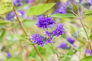 caryopteris cland.  heavenly blue  - afbeelding 2