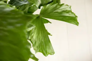 caryota mitis - afbeelding 2