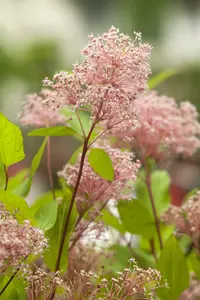 levpot3l - afbeelding 2