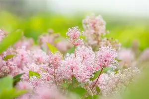 levpot3l - afbeelding 5