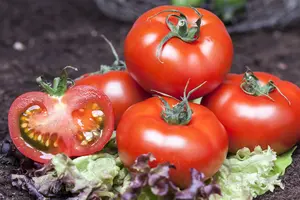 cherry tomaat f1 - afbeelding 5