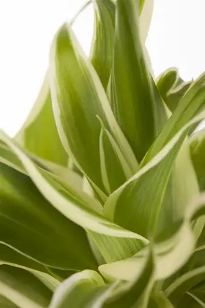 mix 1 - afbeelding 4