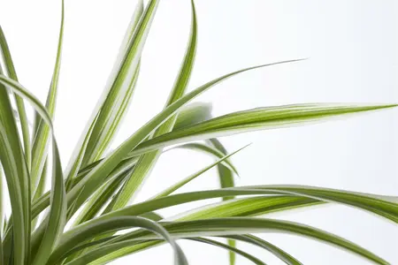 mix 1 - afbeelding 5