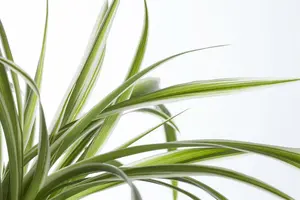 mix 1 - afbeelding 5