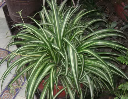 chlorophytum comosum