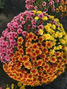 chrysanthemum