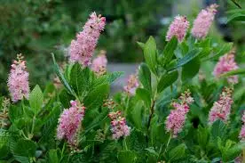 clethra alnif. ruby spice 30-50 cm. c3