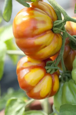 coeur de boeuf tomaat - afbeelding 2