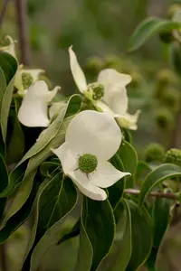 cornus k.  china girl  - afbeelding 4
