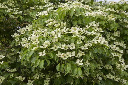 cornus k.  china girl  - afbeelding 1