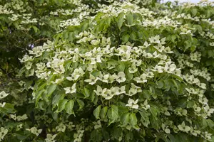 cornus k.  china girl 