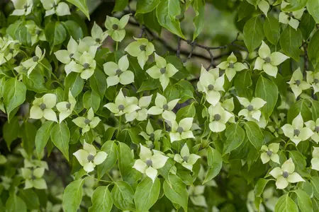 cornus k.  china girl  - afbeelding 2