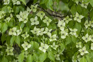 cornus k.  china girl  - afbeelding 2