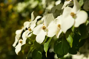 cornus kousa chinensis