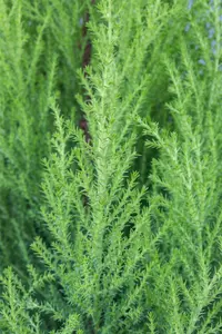 cupressus macrocarpa goldcrest wilma  - afbeelding 2