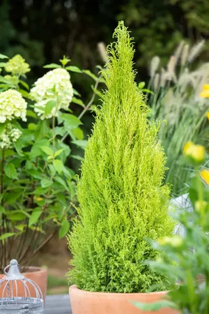 cupressus macrocarpa goldcrest wilma  - afbeelding 4