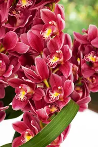 cymbidium - - afbeelding 3