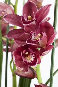 cymbidium - - afbeelding 5