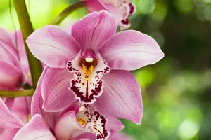 cymbidium -