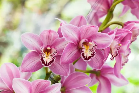 cymbidium - - afbeelding 2