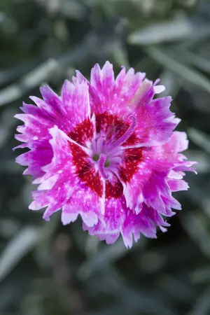 grote pot - afbeelding 3