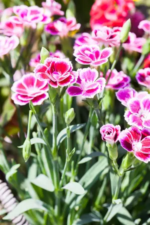 dianthus pink kisses - afbeelding 1