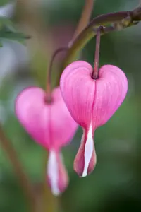 dicentra spectabilis - afbeelding 2