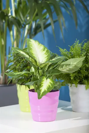 dieffenbachia - afbeelding 4